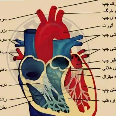 تدریس خصوصی با دانشجوی پزشکی برای بهترین نتیجه|خدمات آموزشی|کرمانشاه, |دیوار
