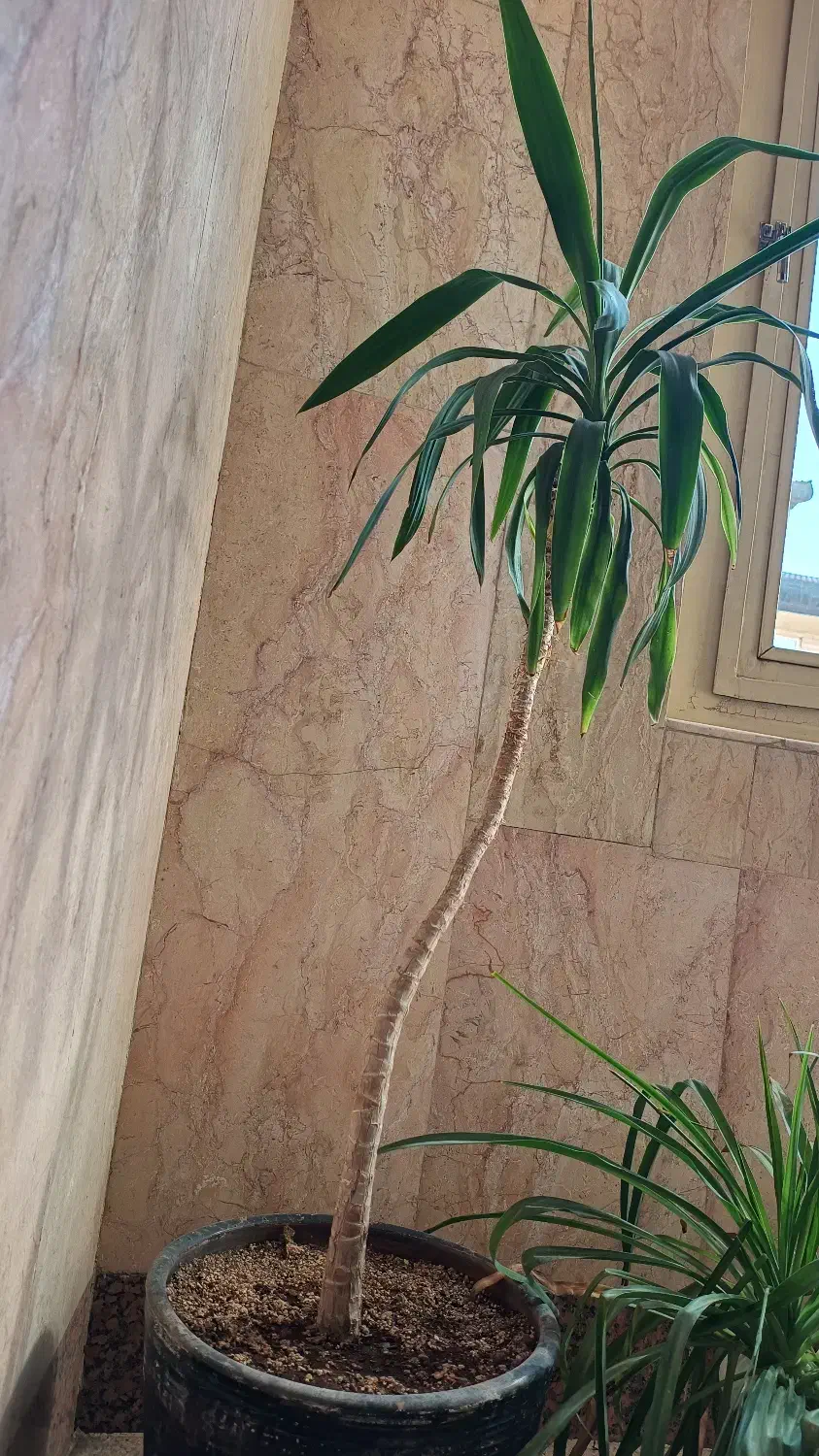گل و گیاه آپارتمانی و استند چوبی گل|گل و گیاه طبیعی|تهران, دریاچه شهدای خلیج فارس|دیوار