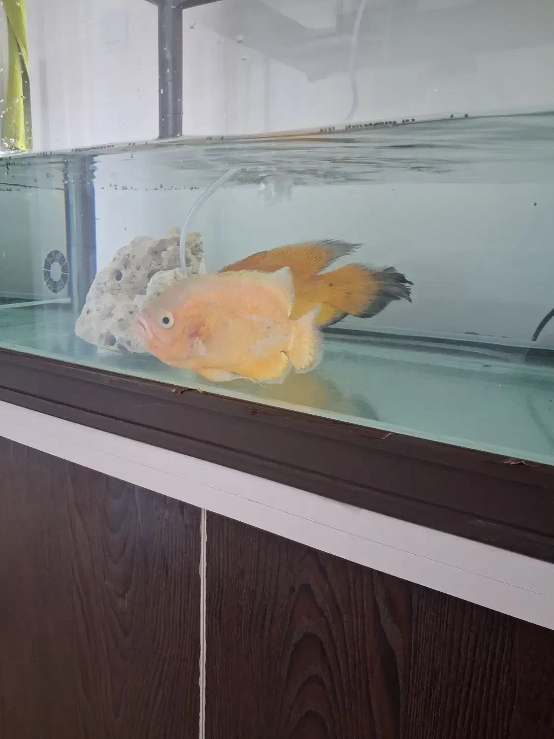 یک جفت ماهی اکواریوم اسکار نر و ماده|ماهی|فولادشهر, مسکن مهر فولادشهر|دیوار