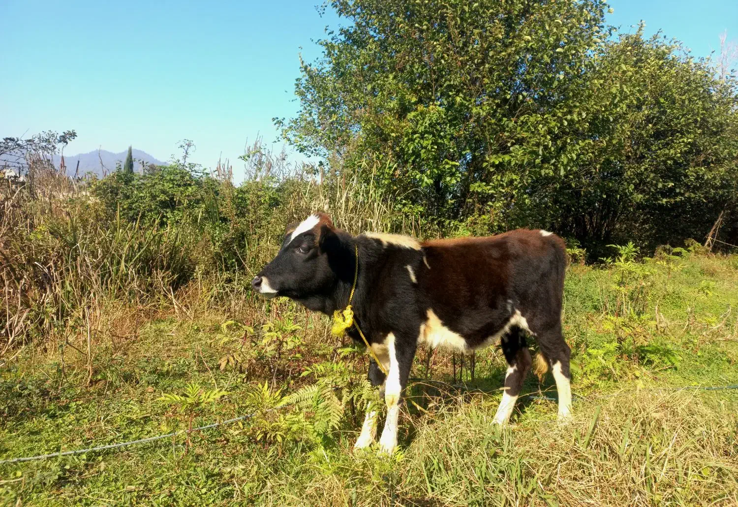 گاو یا گوساله ماده چالوسی تیپ دار ۴ ماهه لیشه|حیوانات مزرعه|گوراب زرمیخ, |دیوار