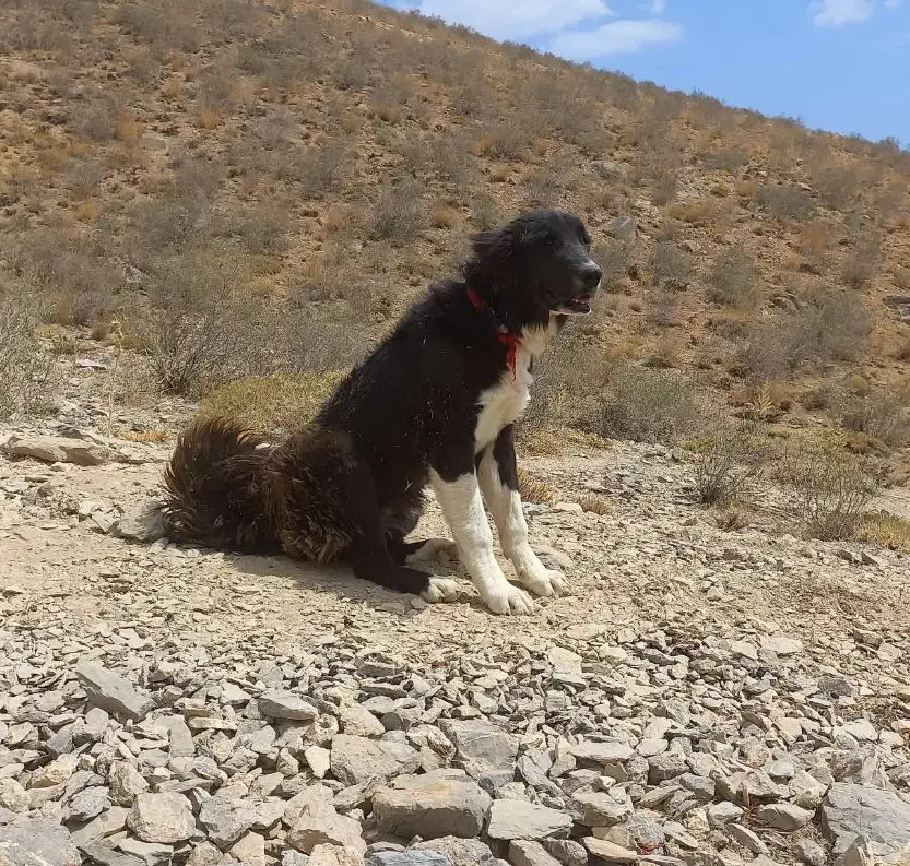 ۴تا سگ گله ای۳تا نر ۱ لاس  قیمت ۴۵ تومن|سگ|چادگان, |دیوار