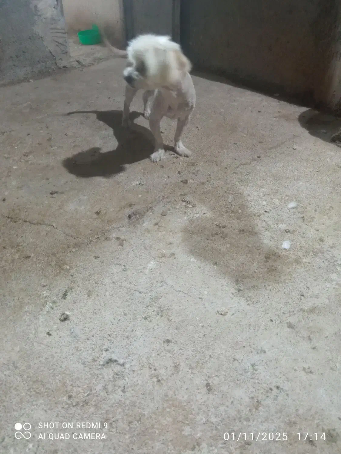 سگ شیتوز واشپیز|سگ|مشهد, شهید قربانی|دیوار