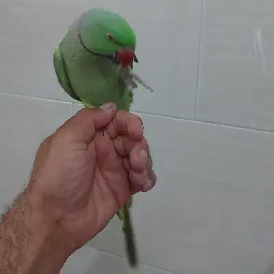 معاوضه طوطی با قناری و گوسفند|پرنده|یزد, |دیوار