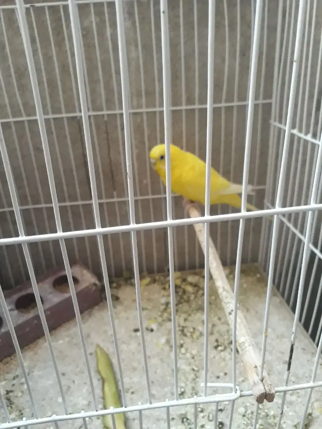 فروش فوری مرغ عشق|پرنده|دوگنبدان, |دیوار