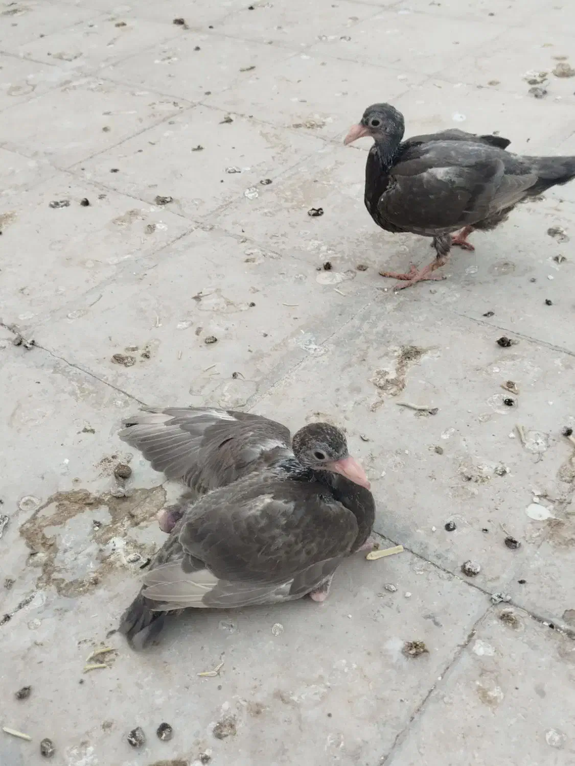 یه جفت جوجه درشت|پرنده|سبزوار, امیر کبیر|دیوار