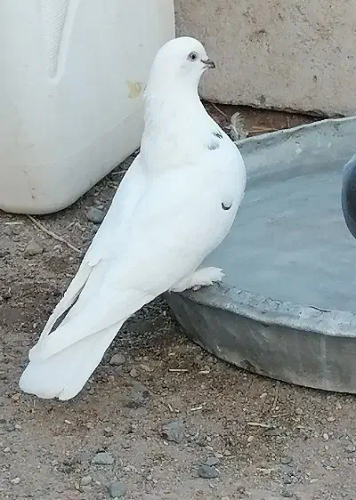 چندتا کفتر بازی کن وپرش بالا|پرنده|فهرج, |دیوار