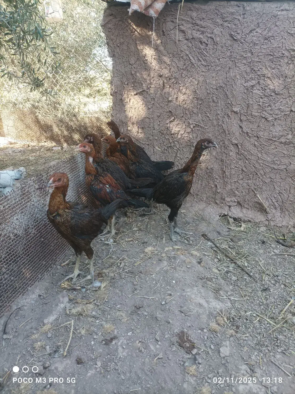 جوجه لاری افغان|حیوانات مزرعه|منجیل, |دیوار