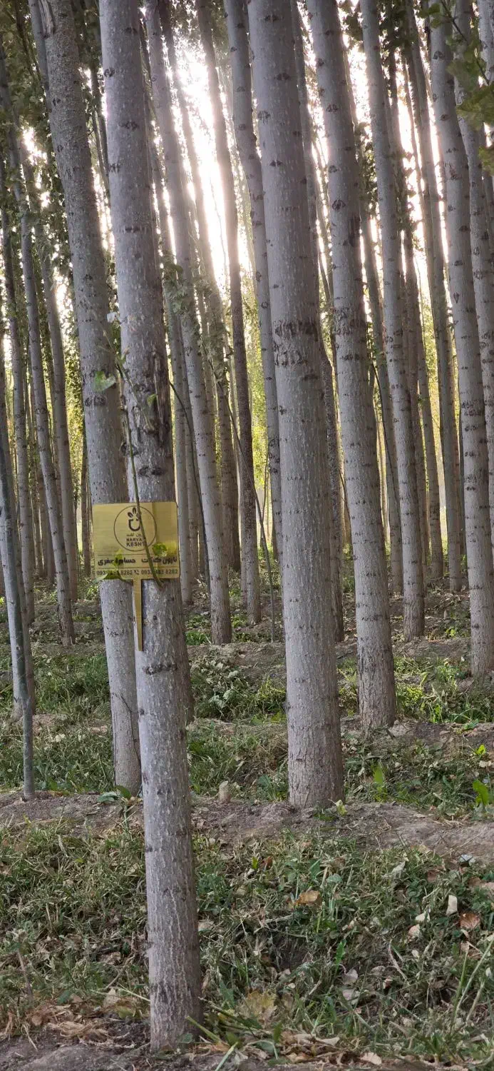 ـنـهـال صنوبر نیگرا|خدمات باغبانی و درختکاری|خرمآباد, |دیوار