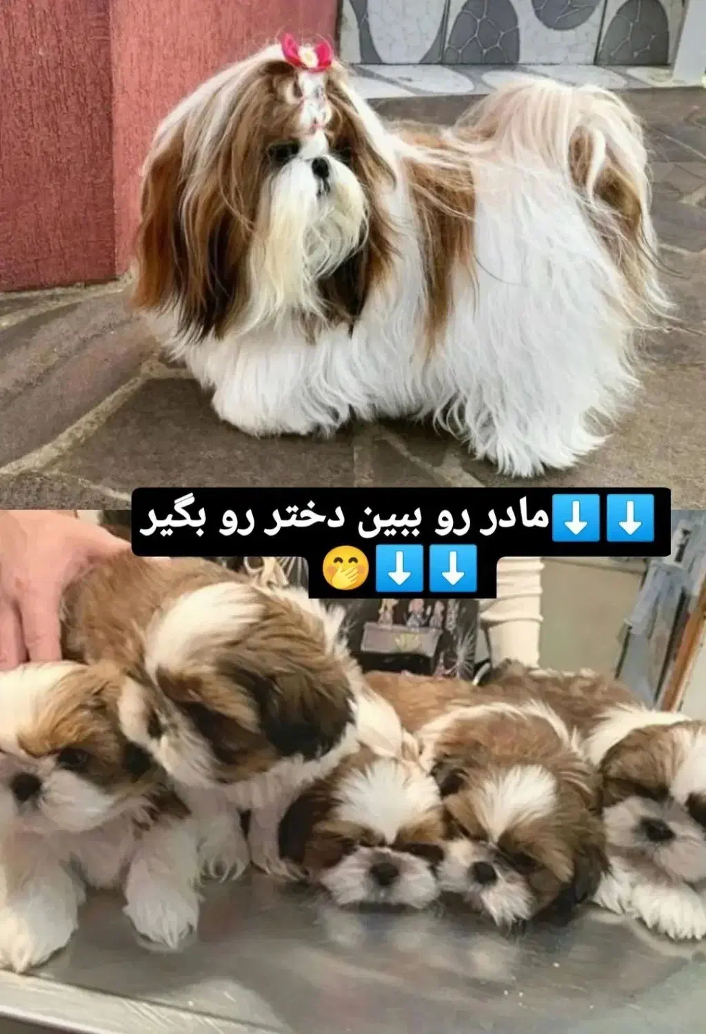 گربه پرشین اسکاتیش شیتزو|گربه|تبریز, |دیوار