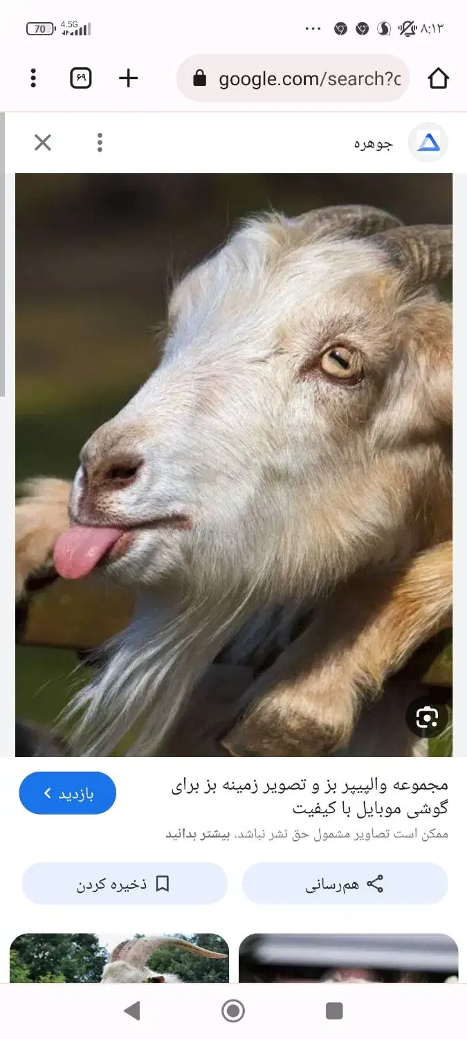 5عدد بزغاله نروماده|حیوانات مزرعه|اراک, |دیوار