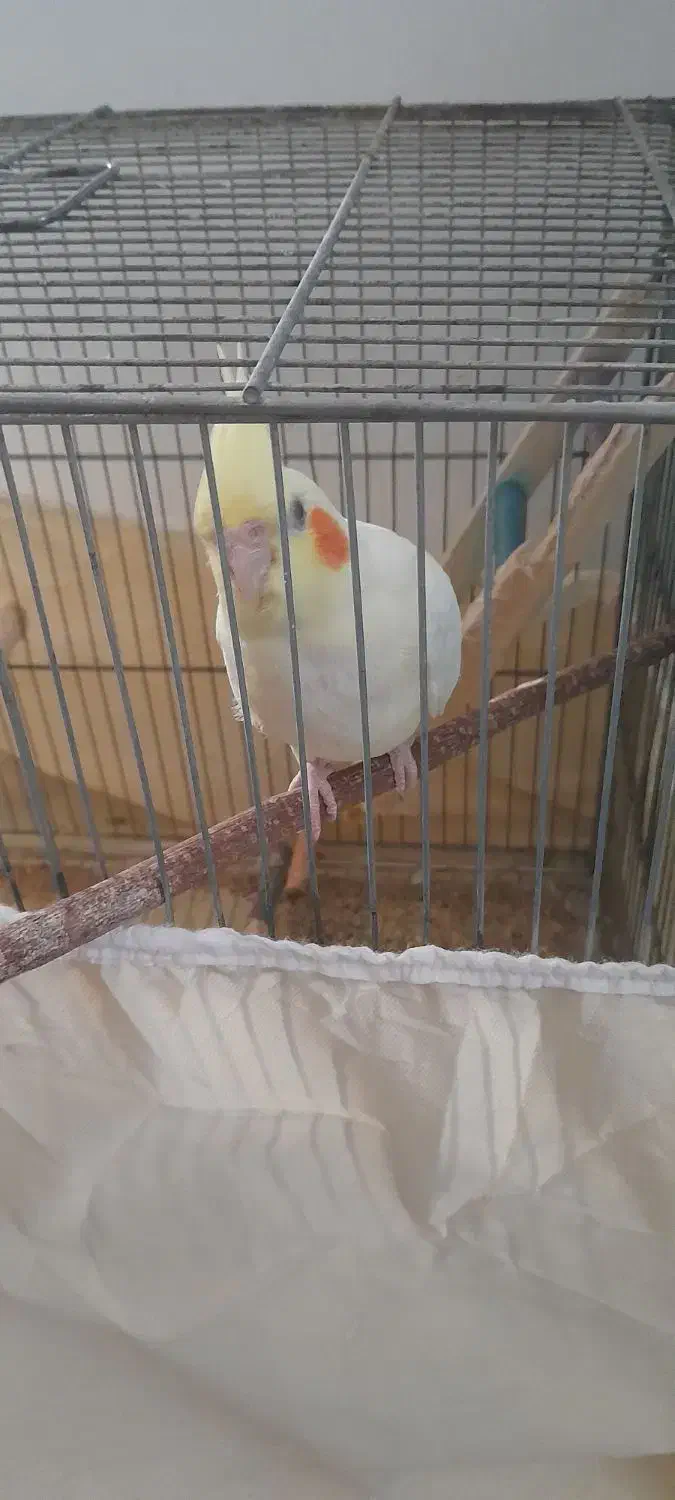 عروس هلندی نر شاتخم ۴ماهه.رامه رام|پرنده|درگزین, |دیوار