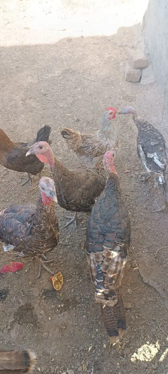 بوقلمون برنز|حیوانات مزرعه|ساوه, |دیوار