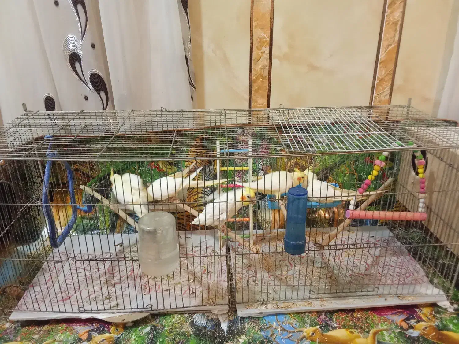 عروس پاریس هلندی|پرنده|اهواز, فتح|دیوار