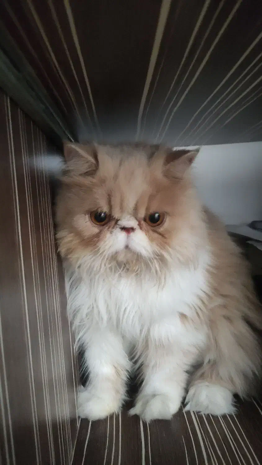 گربه پرشین|گربه|آمل, |دیوار