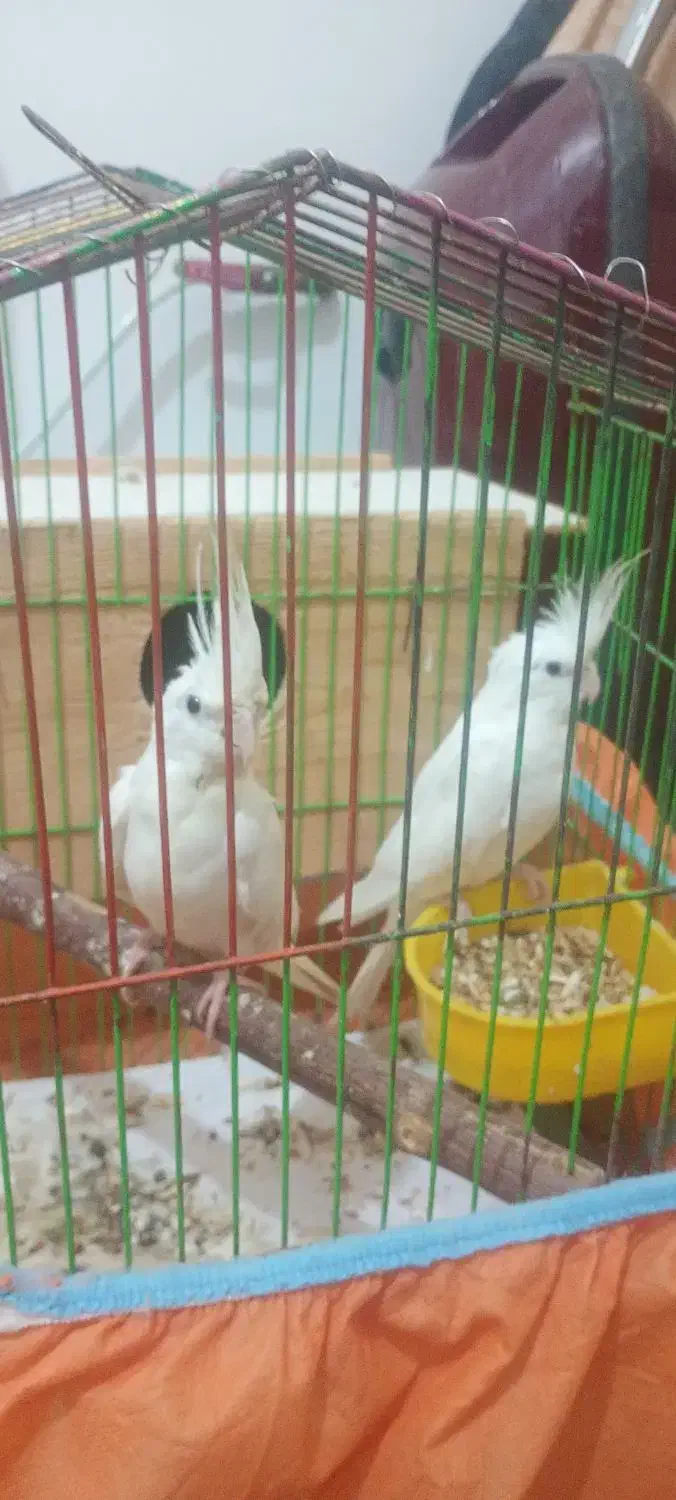 عروس هلندی|پرنده|رشت, حومه رشت|دیوار