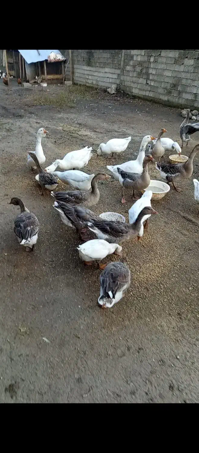 قوغاز|حیوانات مزرعه|لوندویل, |دیوار