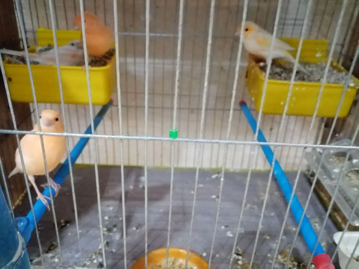 قناری|پرنده|یزد, |دیوار