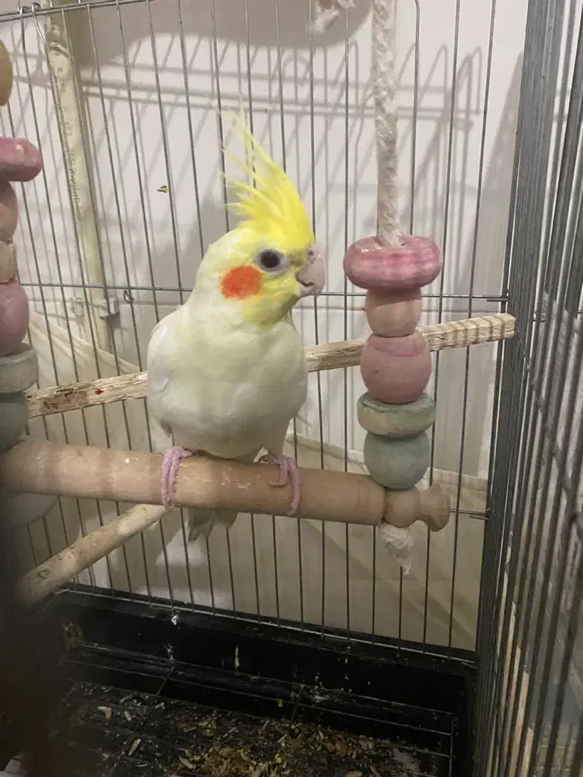 عروس شاه تخم سخنگو|پرنده|رباطکریم, رباطکریم|دیوار