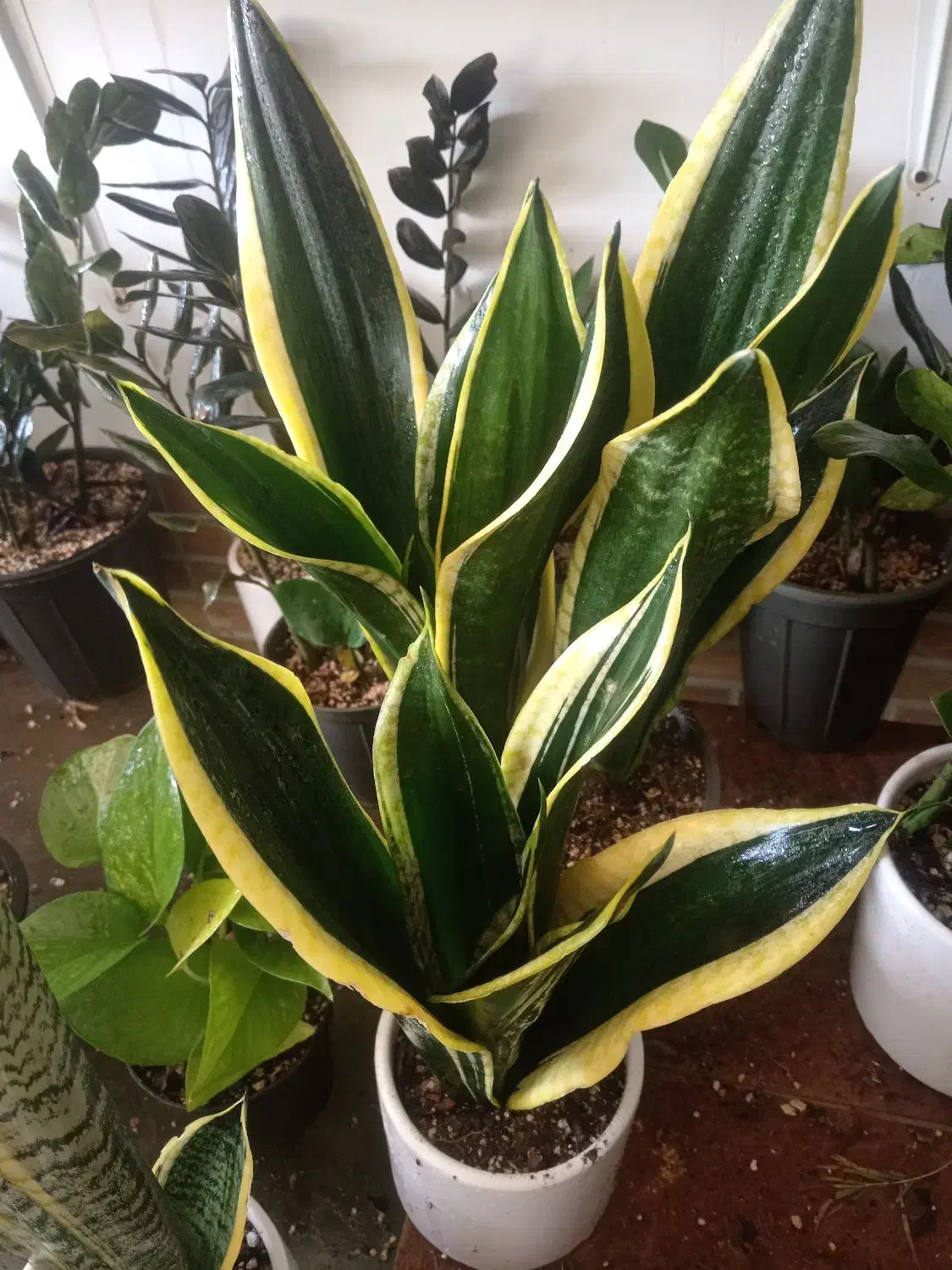 95 و95 و95 گلخونه گل|گل و گیاه طبیعی|سبزوار, امیریه|دیوار