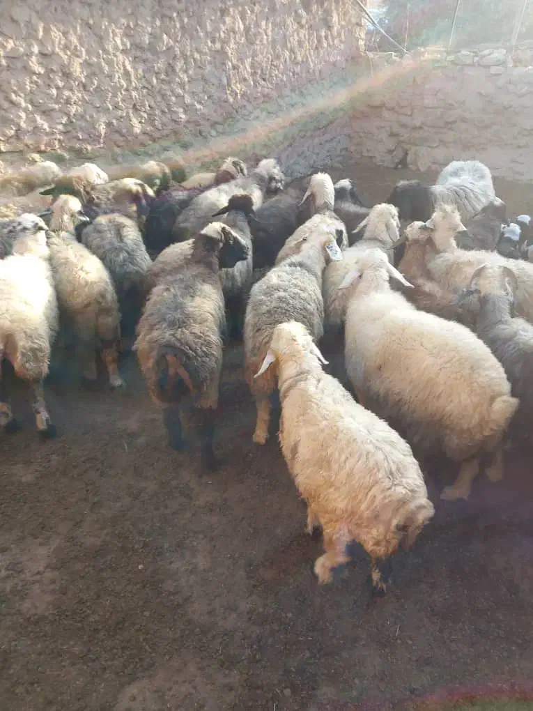 ۴۰ راس میش داشتی بره دار و آبستن سرگلون|حیوانات مزرعه|ارژن, |دیوار