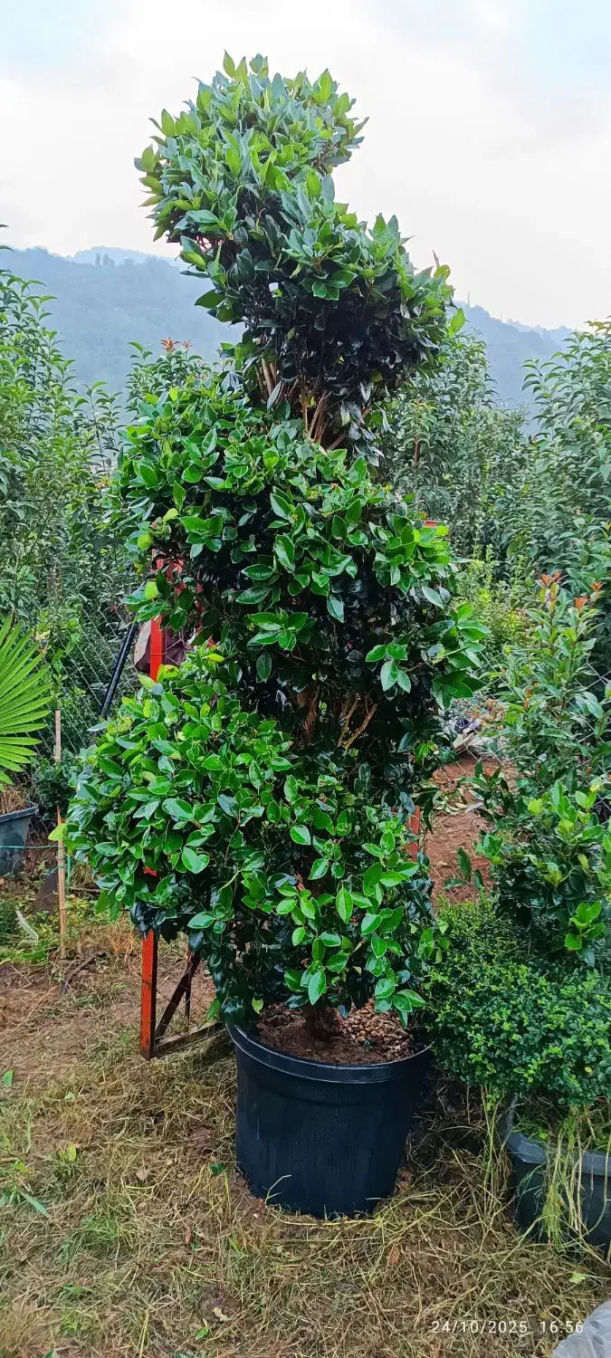 گل و گیاه مخصوص ویلها و فضای سبز لوکس|گل و گیاه طبیعی|چابکسر, |دیوار