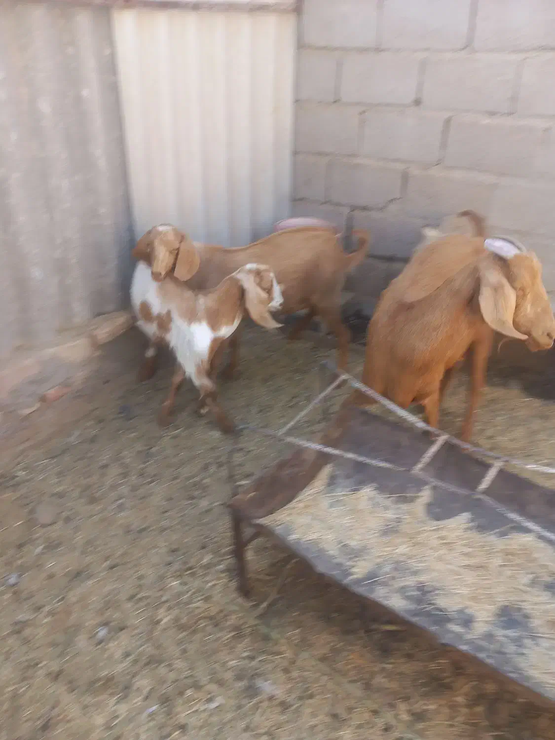 بز جوان دورگ سانن و ابستن|حیوانات مزرعه|طبس, |دیوار