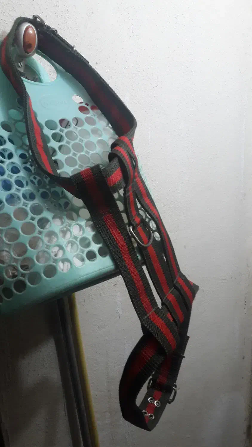 ابساروسینه بند|لوازم جانبی حیوانات|تهران, باغ خزانه|دیوار