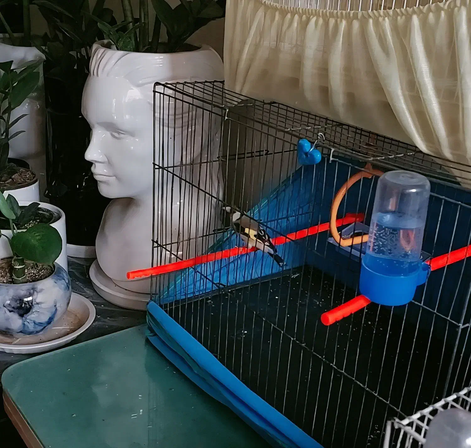 سهره طلایی|پرنده|قزوین, |دیوار