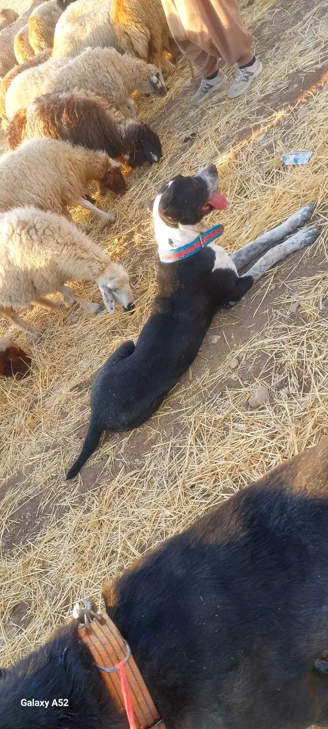 یک عددسگ آلابای یکساله معاوضه باسگ قدری جون|سگ|ایوان, |دیوار