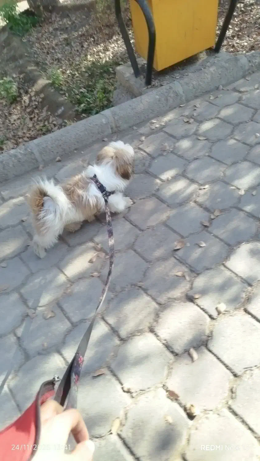 واگذاری|سگ|ساوه, |دیوار