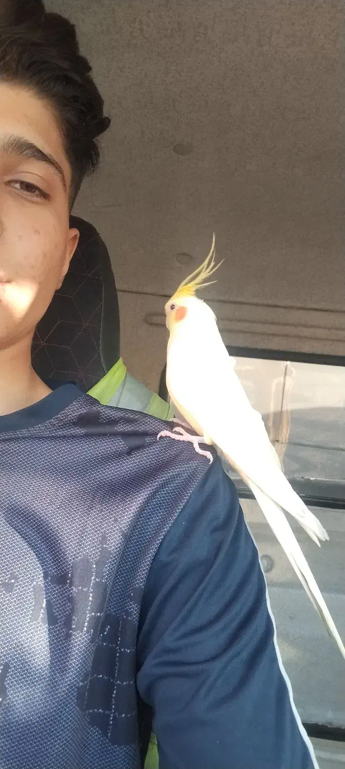 یک عدد عروس هلندی نر گمشده|پرنده|پرند, فاز ۰|دیوار