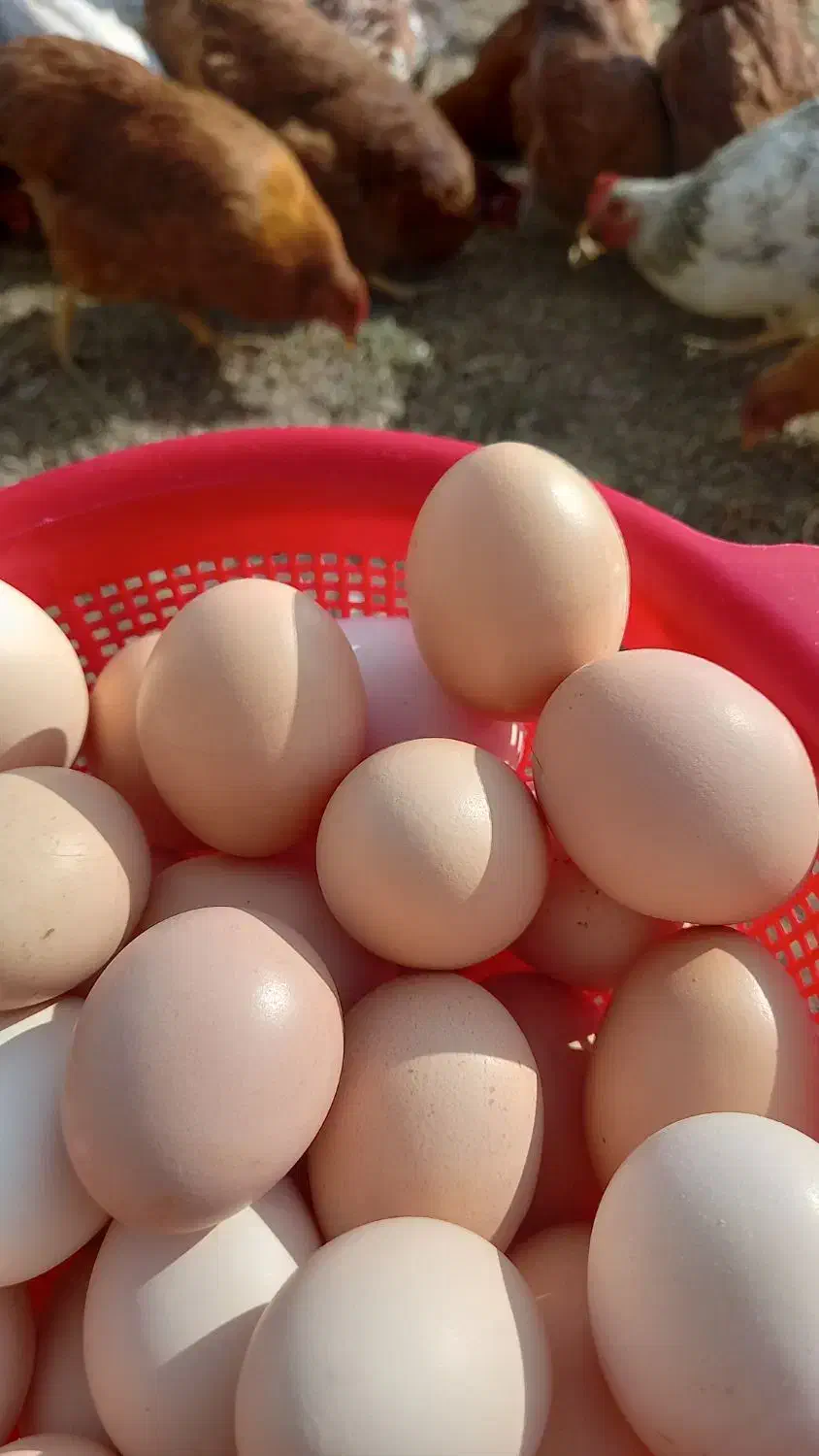 تخم مرغ ارگانیک خانگی دونه ای ۹ تومان|خوردنی و آشامیدنی|گلپایگان, |دیوار