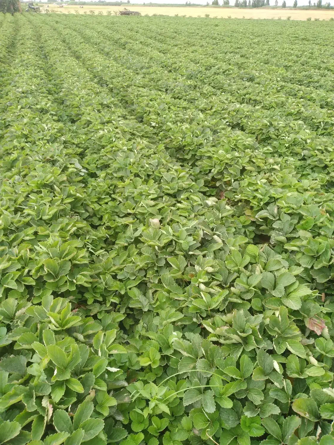 نهال توتفرنگی سابرینا خالص نهال پرپر|خدمات باغبانی و درختکاری|دلند, |دیوار