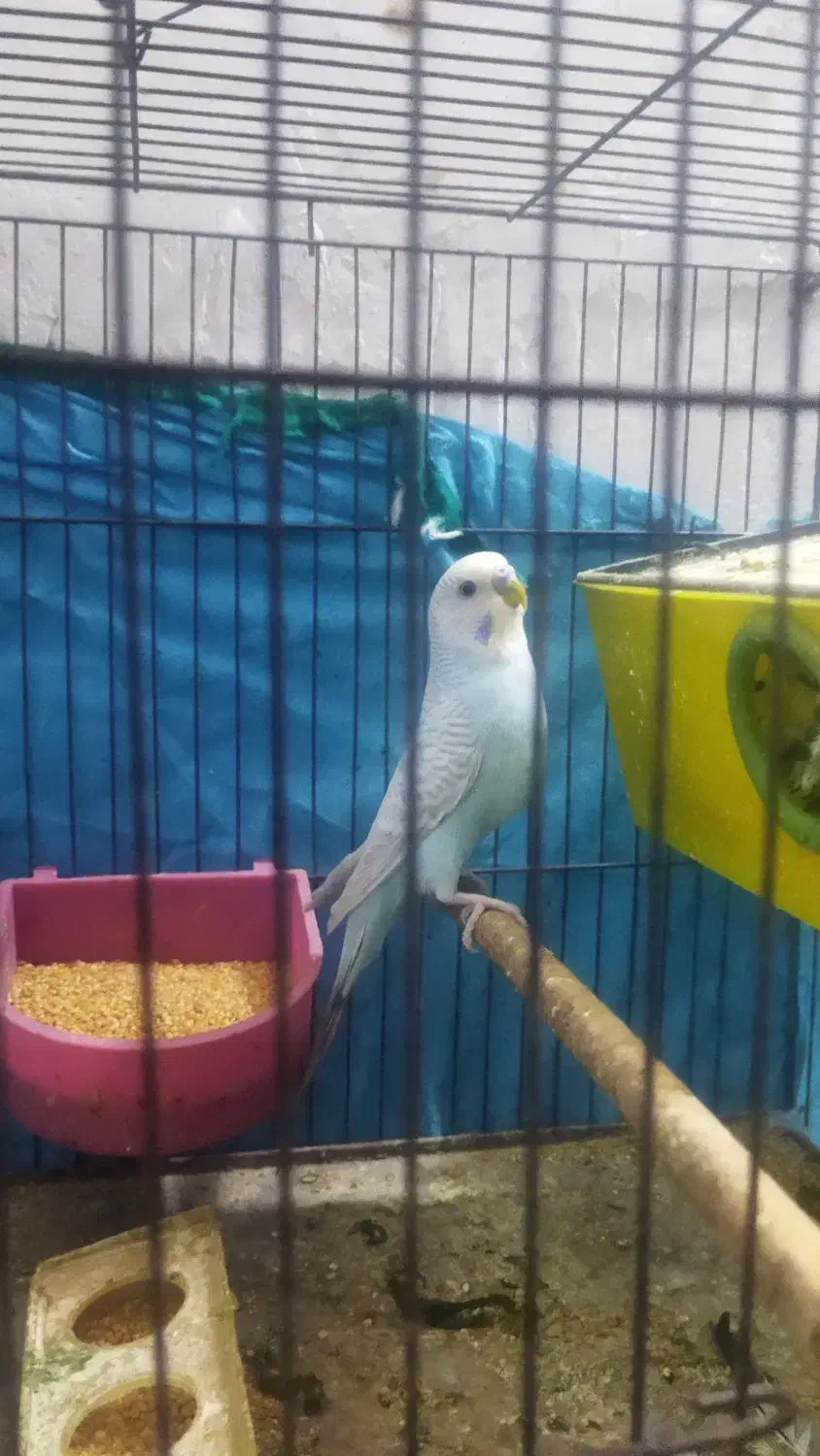 یک جفت مرغ عشق مولد|پرنده|اهرم, |دیوار