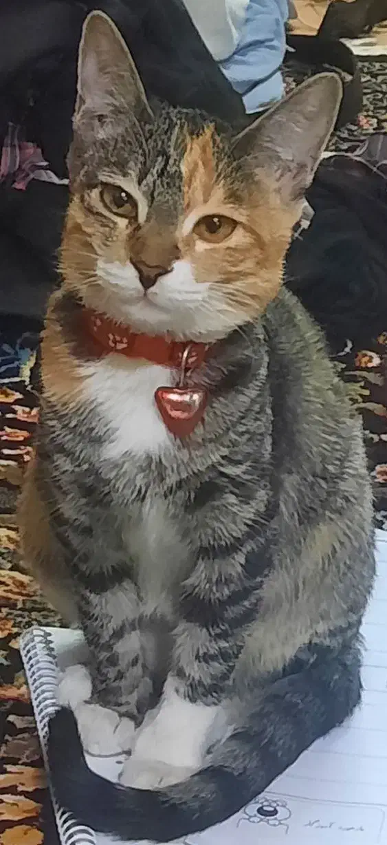 گربه گمشده|حیوانات|مشهد, کوه سنگی|دیوار