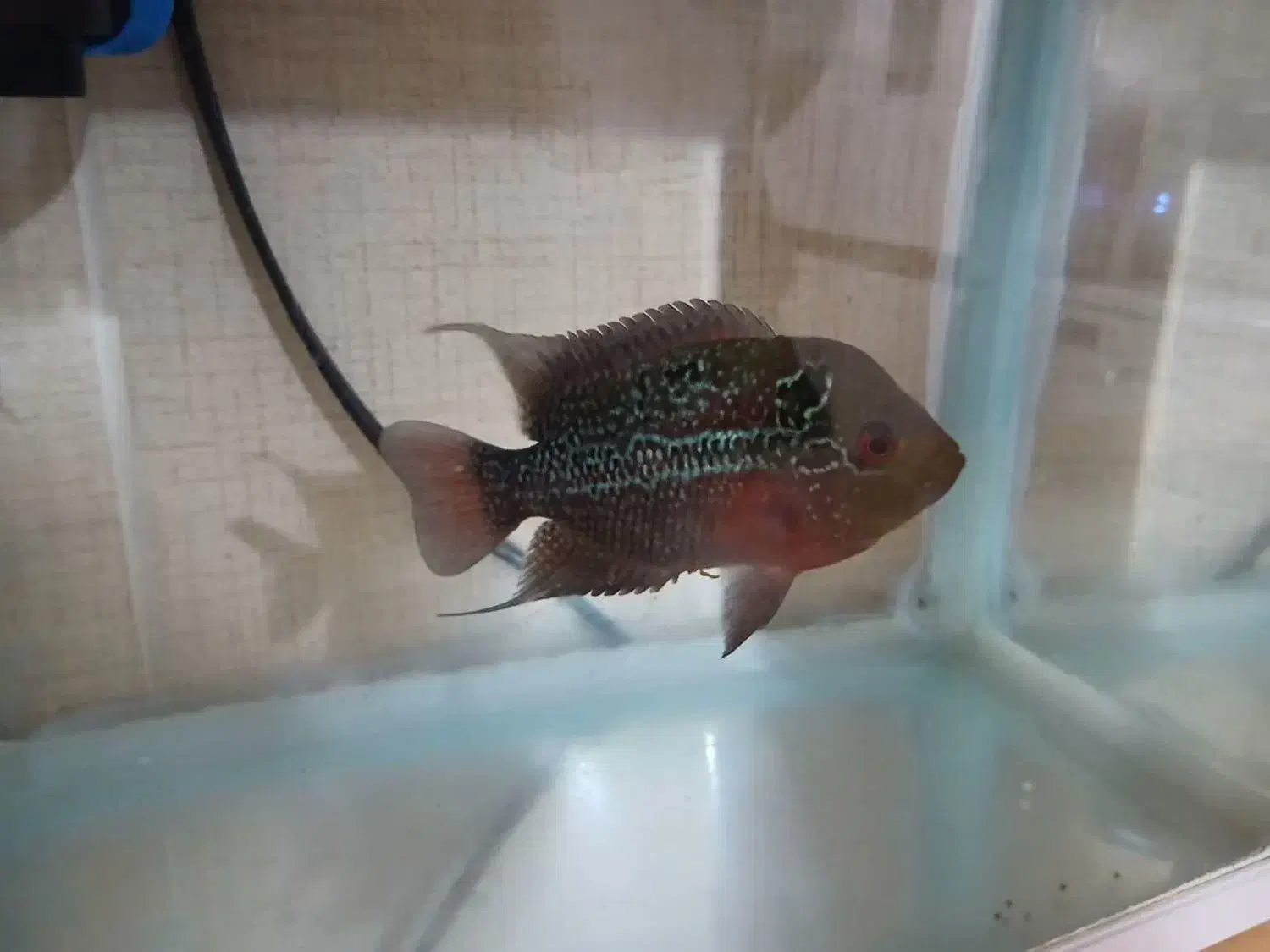 فلاور هورن|ماهی|اراک, |دیوار