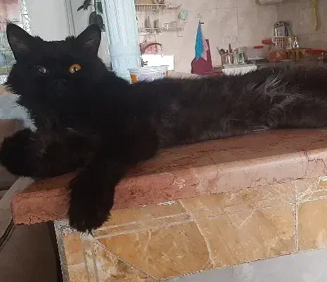 گربه پرشین ۲ساله و خورده ای|گربه|کرمان, |دیوار