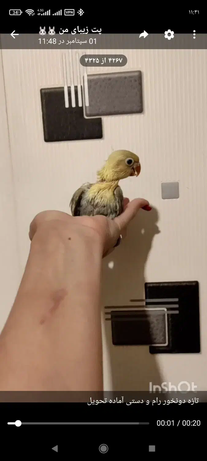 جوجه برزیلی|پرنده|صفادشت, |دیوار