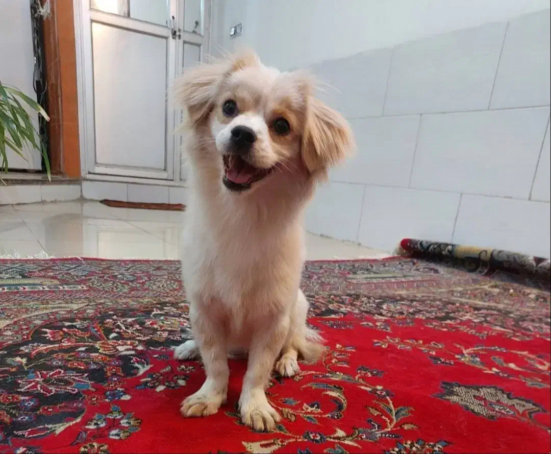 واگذاری سگ|سگ|یزد, |دیوار