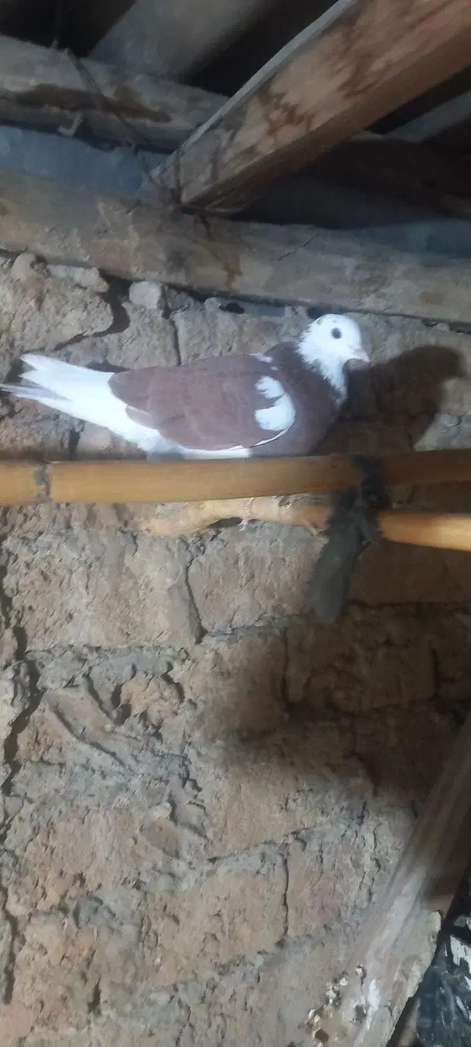 کبوتر پرشی تک پر|پرنده|گرگان, |دیوار