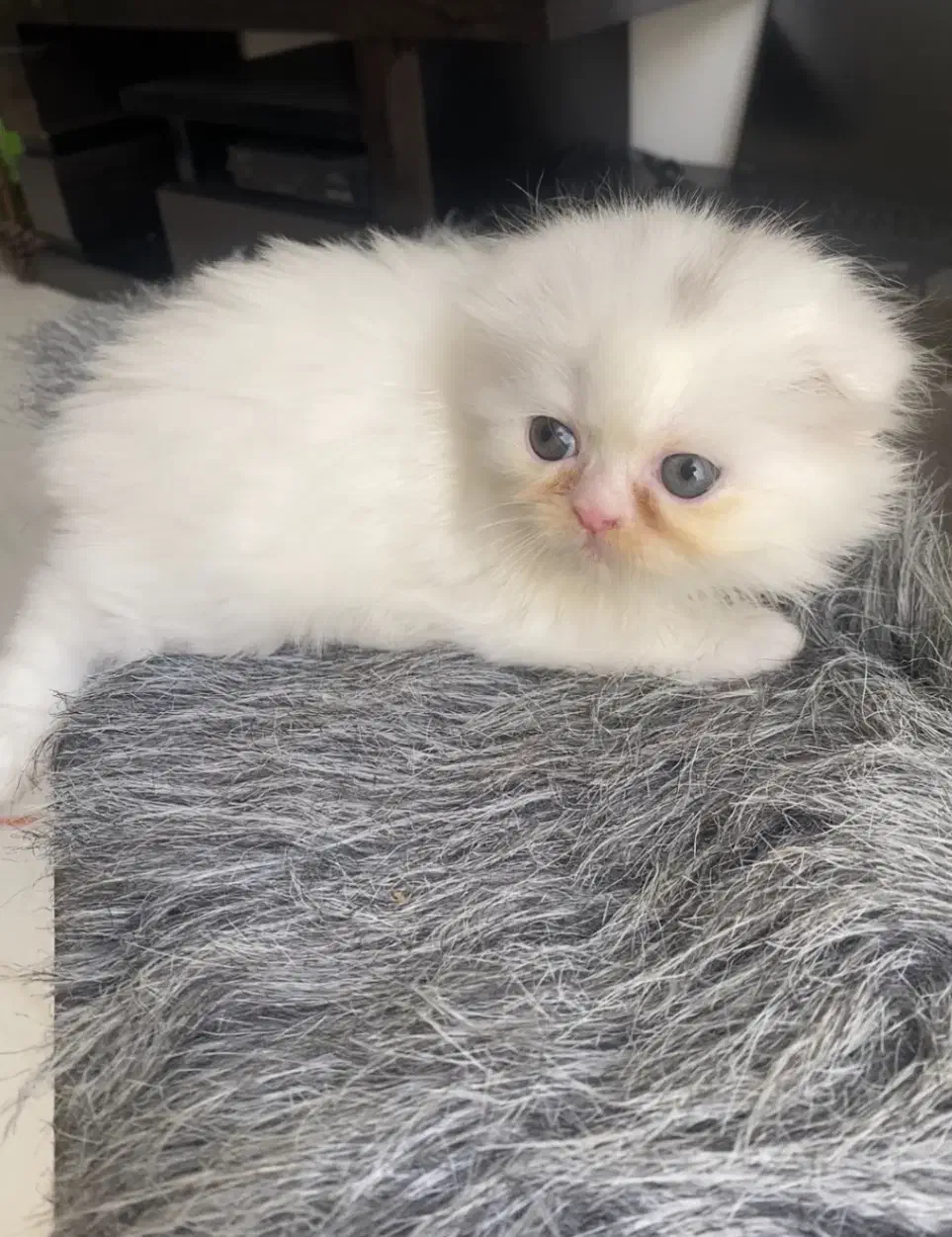 بچه گربه های زیبا|گربه|بوشهر, |دیوار