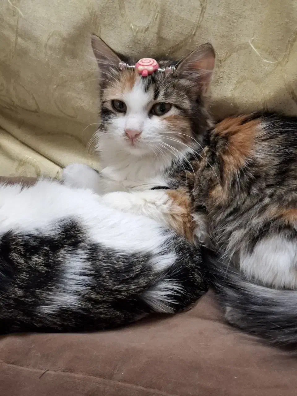 واگذاری سیمبا|گربه|تهران, مختاری|دیوار