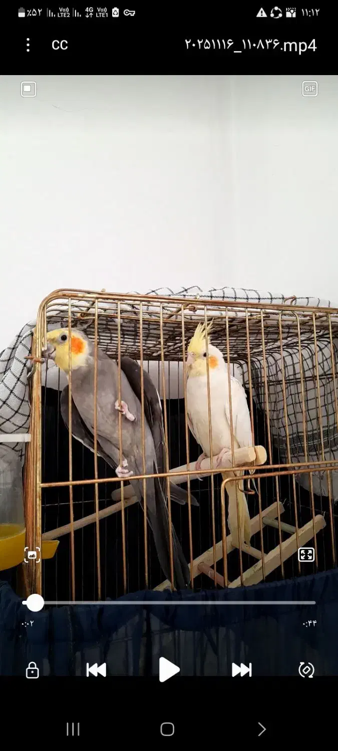 عروس هلندی|پرنده|کامیاران, |دیوار