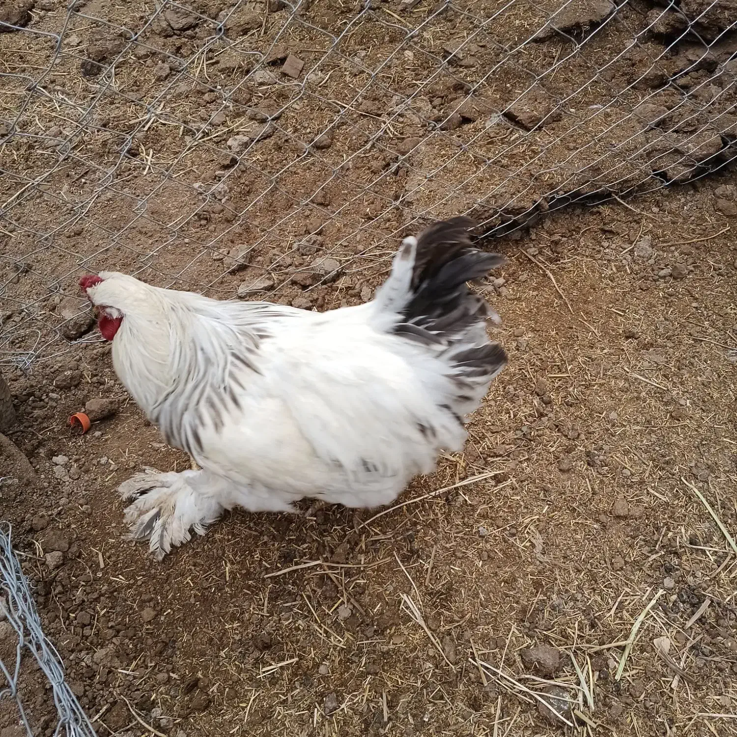 ses|حیوانات مزرعه|مشهد, لک لک|دیوار