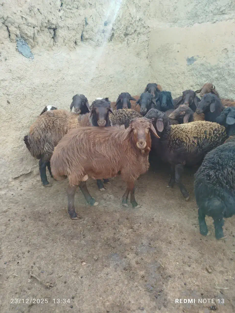 نر بره چاق|حیوانات مزرعه|آزادشهر, |دیوار