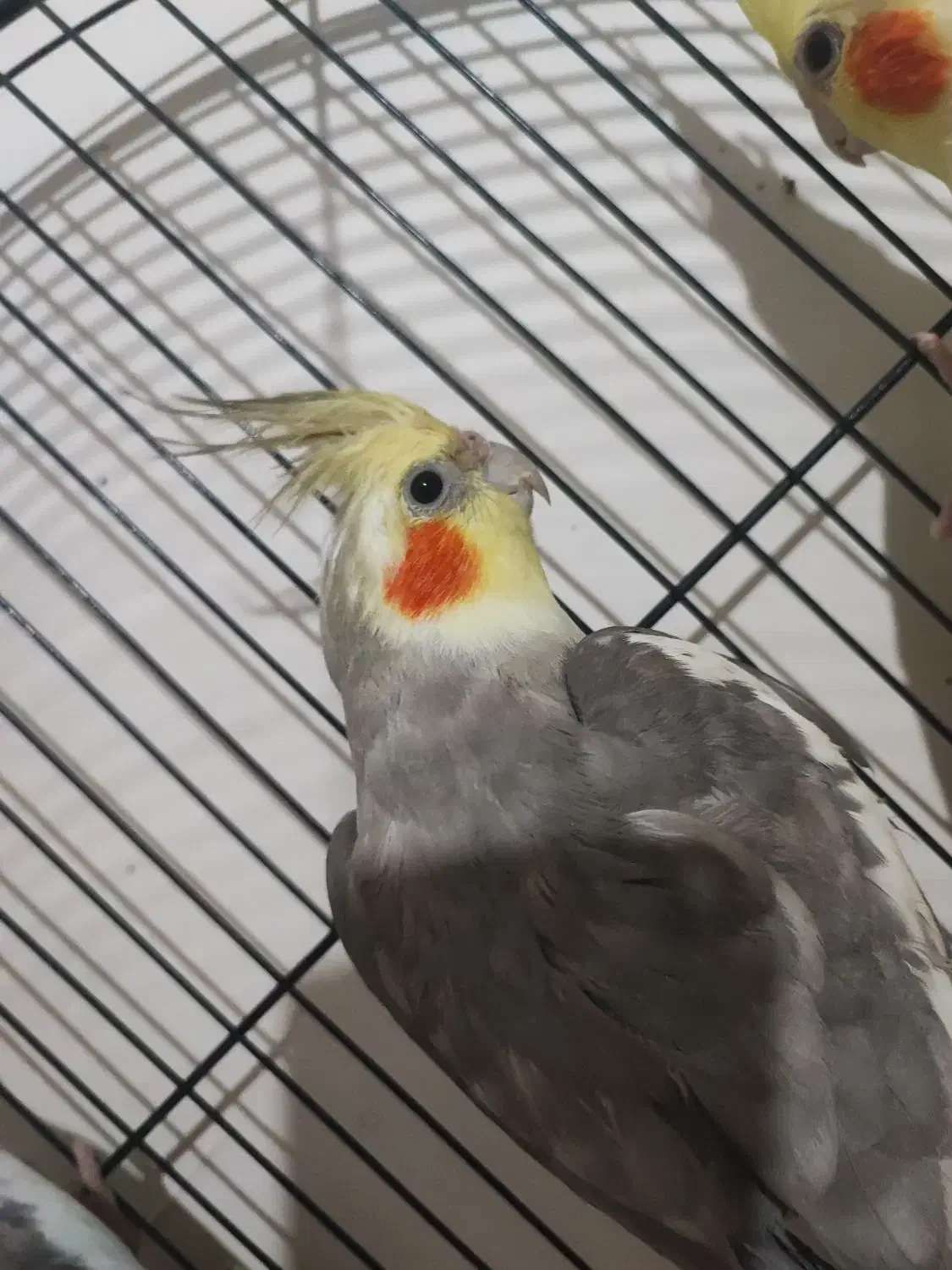 عروس هلندی 800|پرنده|دورود, |دیوار