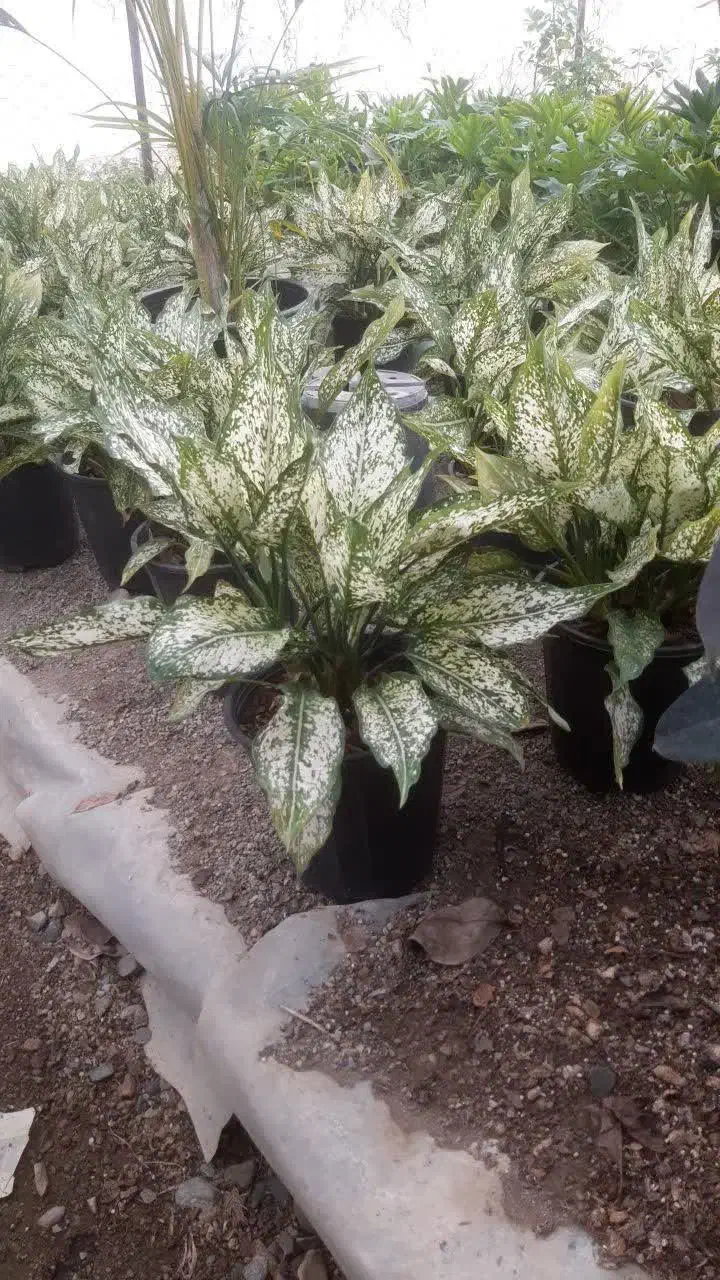 گل و گیاه|گل و گیاه طبیعی|کرج, اصفهانی‌ها|دیوار