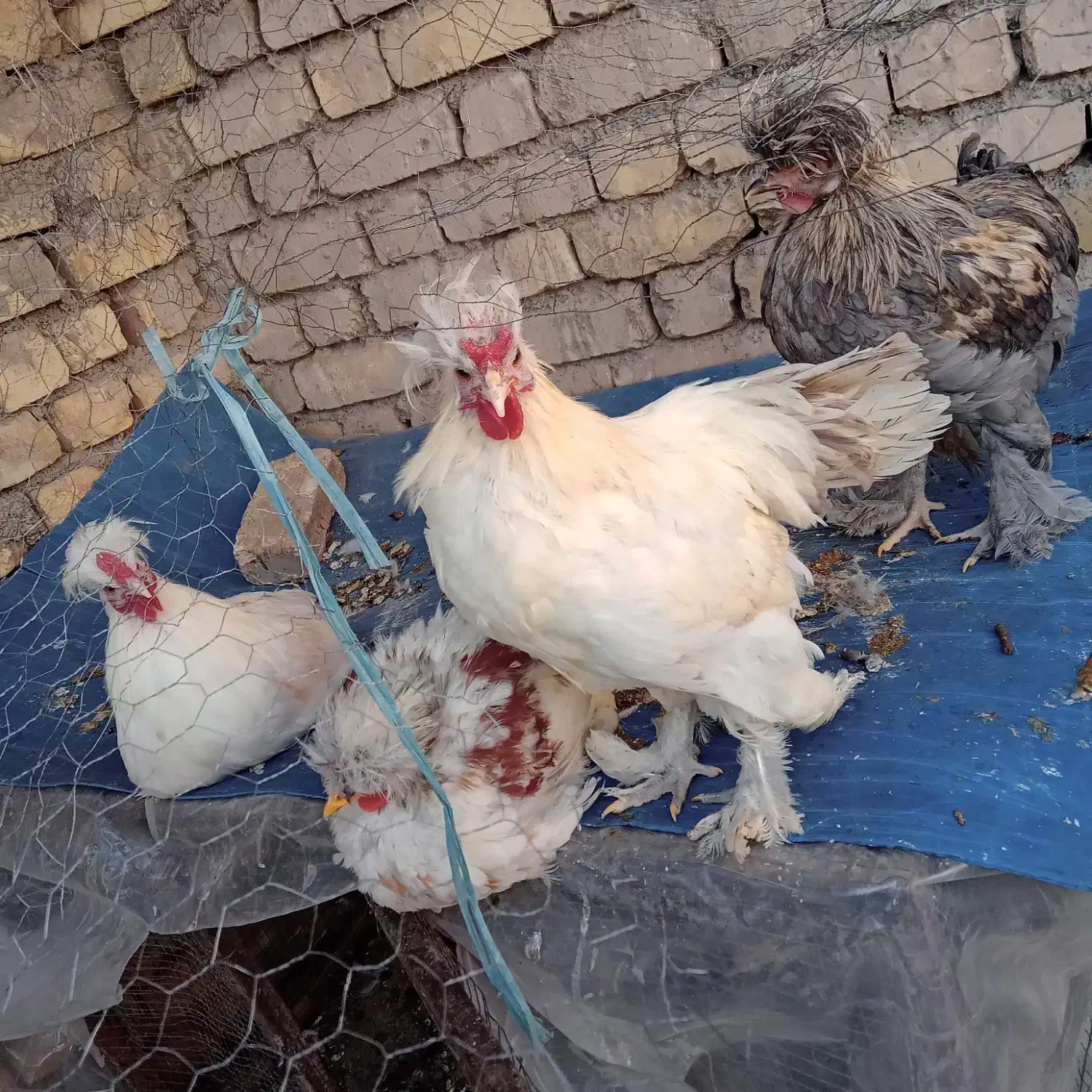 سلطان و ابریشمی|حیوانات مزرعه|فولادشهر, زاینده رود|دیوار