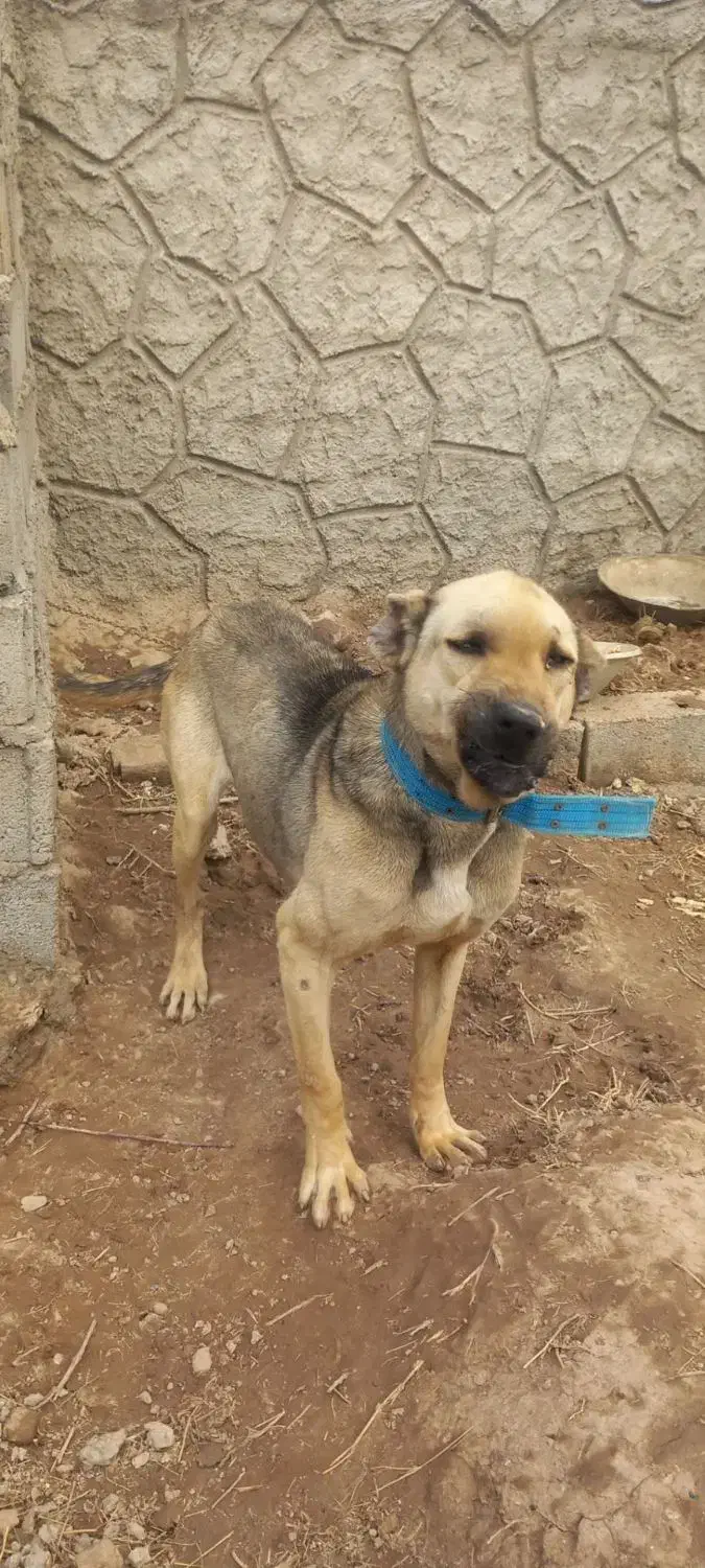 جسی|سگ|تویسرکان, |دیوار