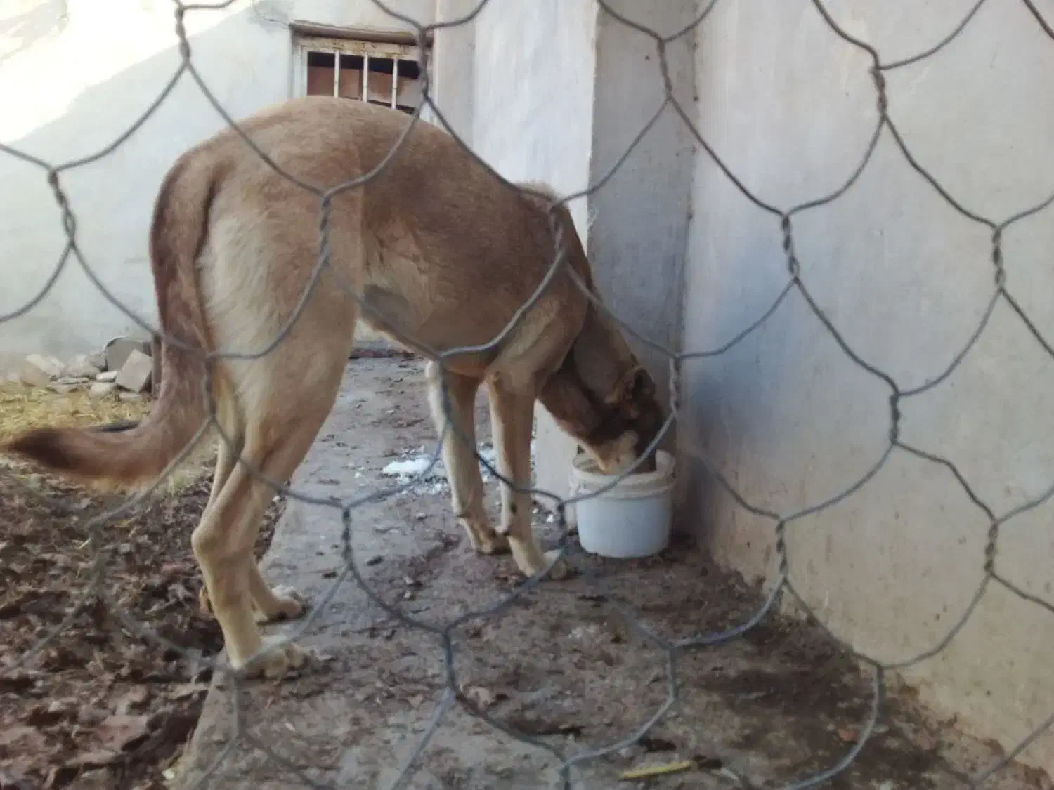 سگ ماده|سگ|آشخانه, |دیوار